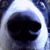 [Big Collie Nose!] height=